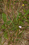 Ten lobe false foxglove